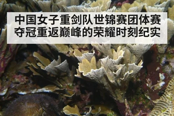 中国女子重剑队世锦赛团体赛夺冠重返巅峰的荣耀时刻纪实